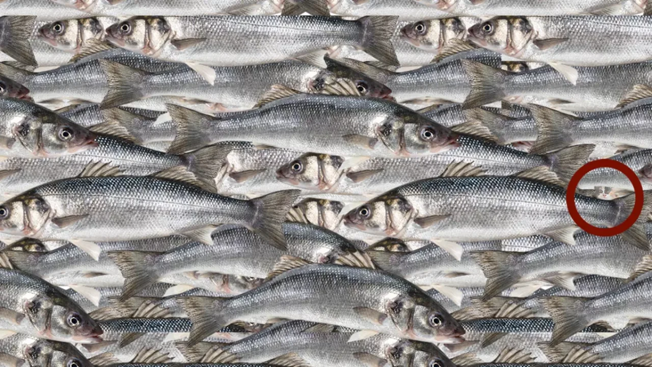 Balıkların Arasındaki Kediyi 5 Saniyede Bulabilir Misin? Sadece 14 Kişi Başardı!