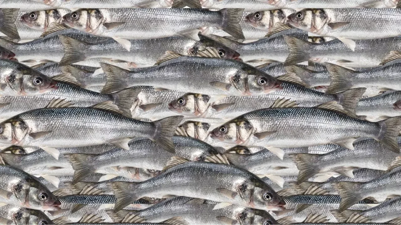 Balıkların Arasındaki Kediyi 5 Saniyede Bulabilir Misin? Sadece 14 Kişi Başardı!